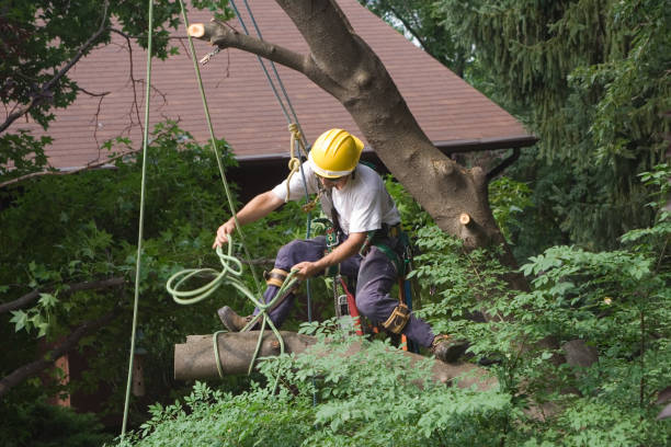 How Our Tree Care Process Works  in  Victoria, MS